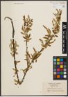 Foto von Salix subfragilis Andersson